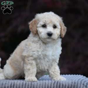 Bailey, Bich-Poo Puppy